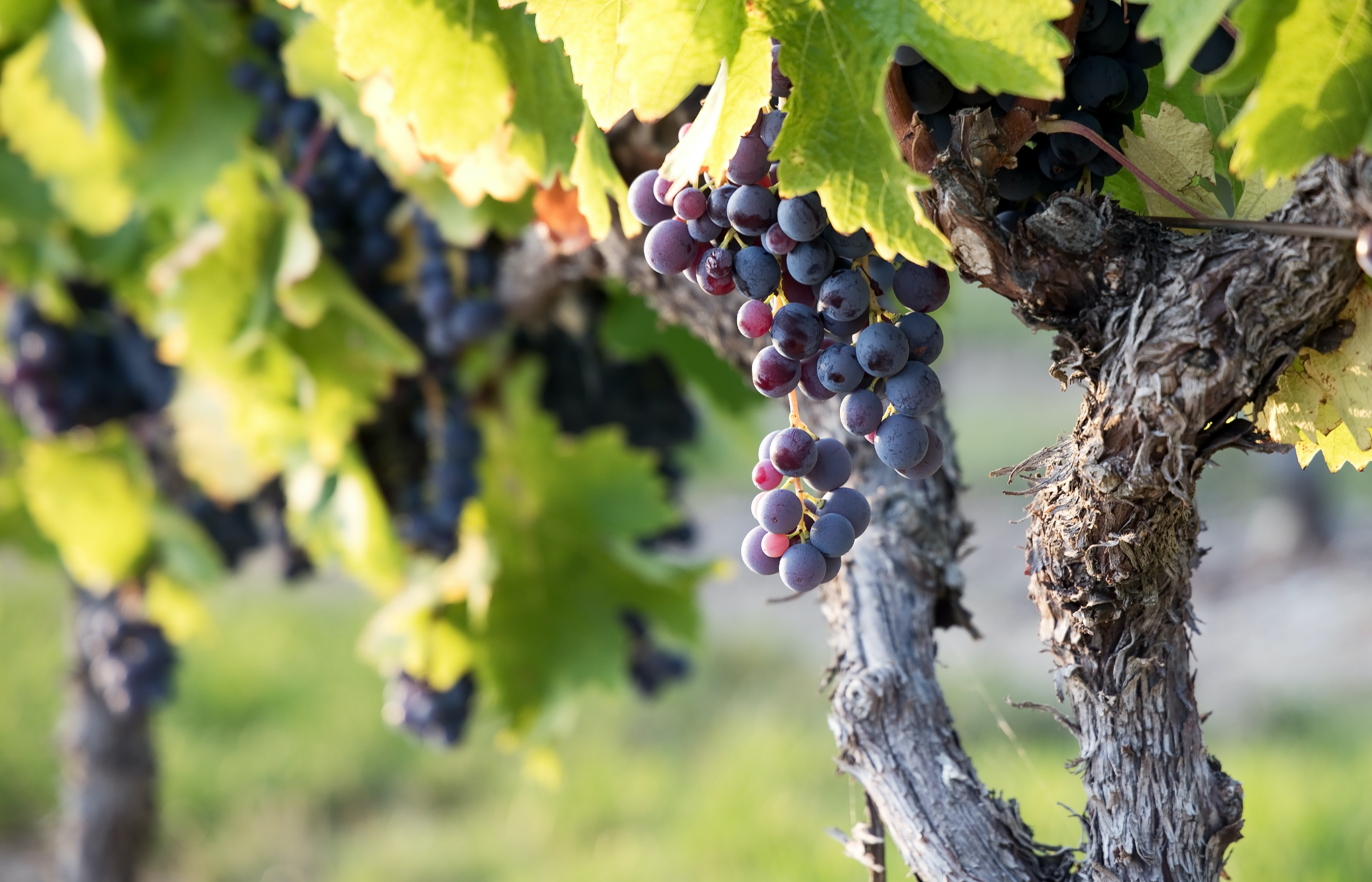 vineyard france a good year